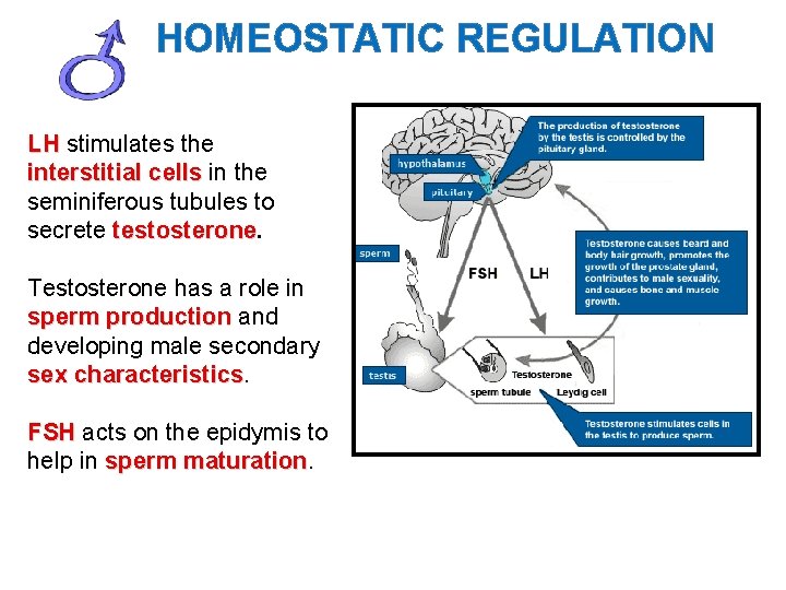 HOMEOSTATIC REGULATION LH stimulates the interstitial cells in the seminiferous tubules to secrete testosterone