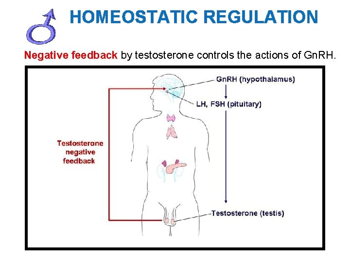 HOMEOSTATIC REGULATION Negative feedback by testosterone controls the actions of Gn. RH. 