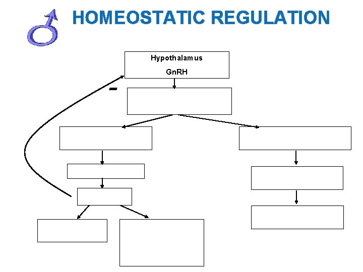 HOMEOSTATIC REGULATION Hypothalamus - Gn. RH 