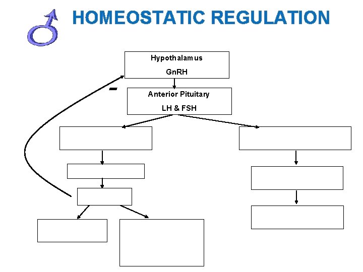 HOMEOSTATIC REGULATION Hypothalamus - Gn. RH Anterior Pituitary LH & FSH 