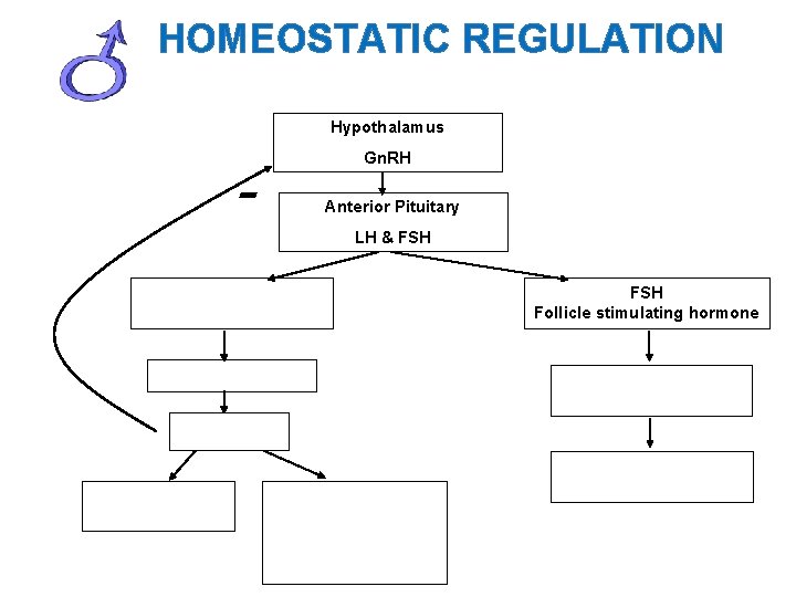 HOMEOSTATIC REGULATION Hypothalamus - Gn. RH Anterior Pituitary LH & FSH Follicle stimulating hormone