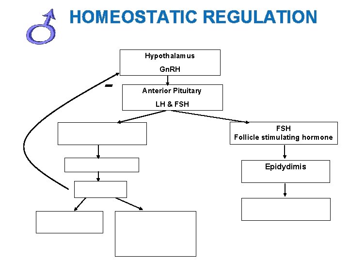 HOMEOSTATIC REGULATION Hypothalamus - Gn. RH Anterior Pituitary LH & FSH Follicle stimulating hormone