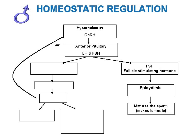 HOMEOSTATIC REGULATION Hypothalamus - Gn. RH Anterior Pituitary LH & FSH Follicle stimulating hormone