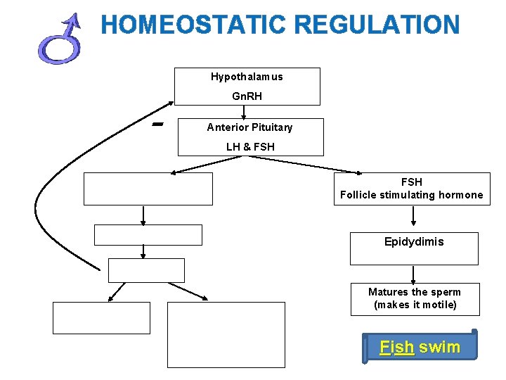 HOMEOSTATIC REGULATION Hypothalamus - Gn. RH Anterior Pituitary LH & FSH Follicle stimulating hormone