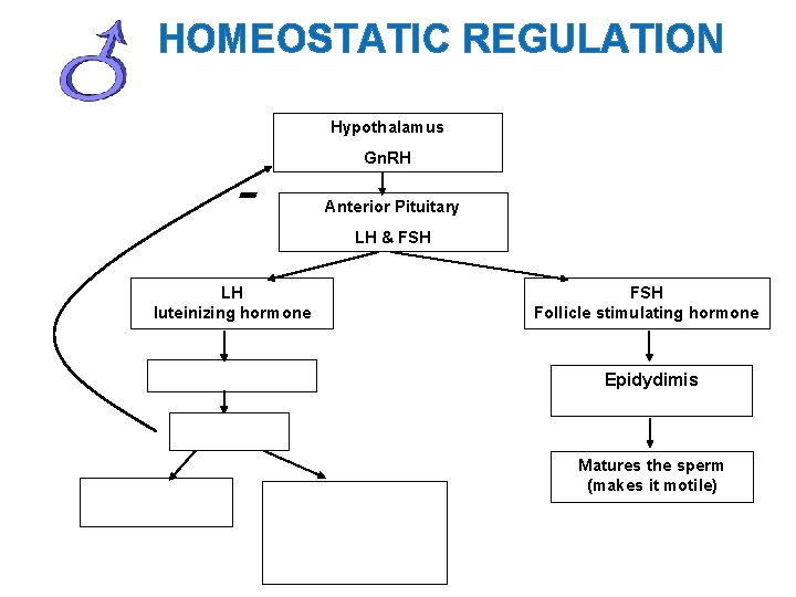 HOMEOSTATIC REGULATION Hypothalamus - Gn. RH Anterior Pituitary LH & FSH LH luteinizing hormone