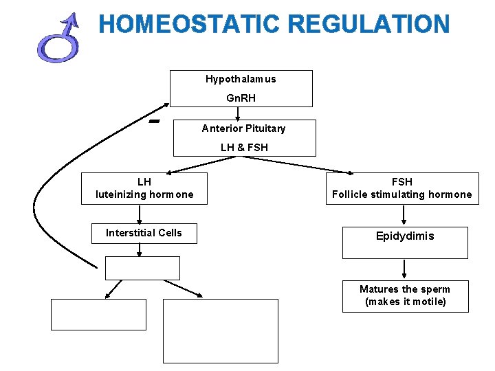 HOMEOSTATIC REGULATION Hypothalamus - Gn. RH Anterior Pituitary LH & FSH LH luteinizing hormone
