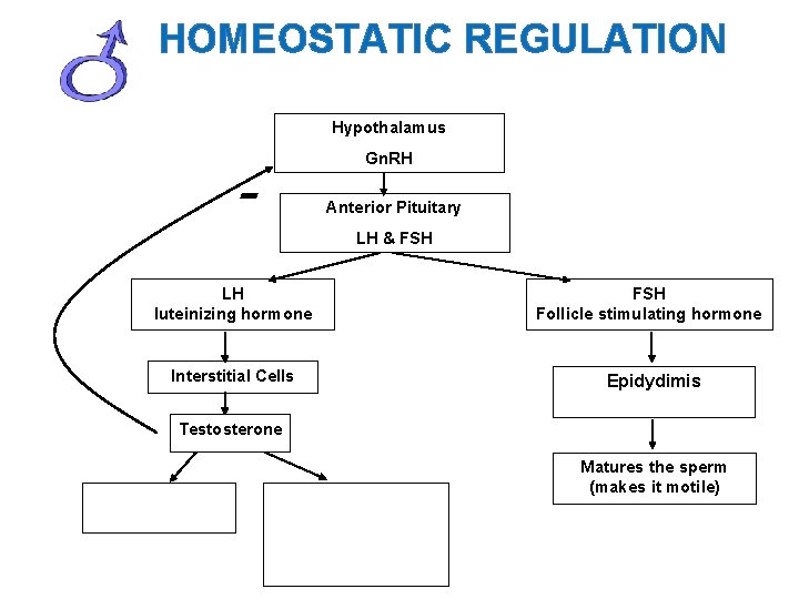 HOMEOSTATIC REGULATION Hypothalamus - Gn. RH Anterior Pituitary LH & FSH LH luteinizing hormone