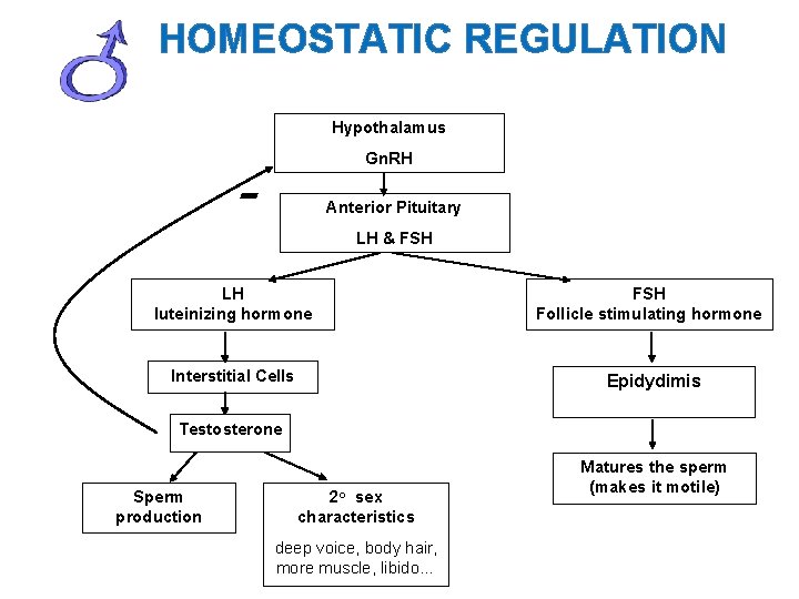 HOMEOSTATIC REGULATION Hypothalamus Gn. RH - Anterior Pituitary LH & FSH LH luteinizing hormone