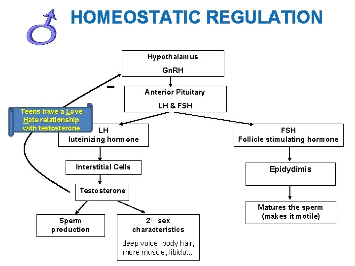 HOMEOSTATIC REGULATION Hypothalamus Gn. RH - Anterior Pituitary LH & FSH Teens have a