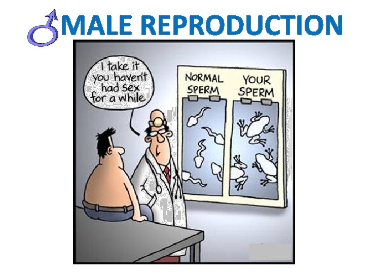 MALE REPRODUCTION 