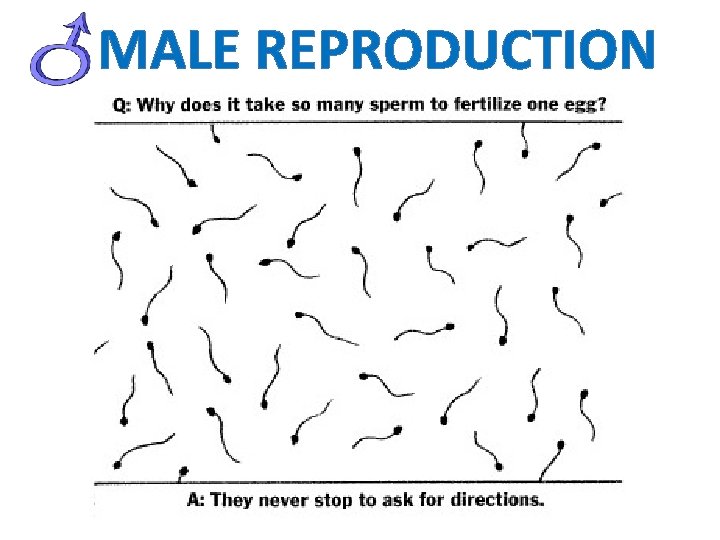 MALE REPRODUCTION 
