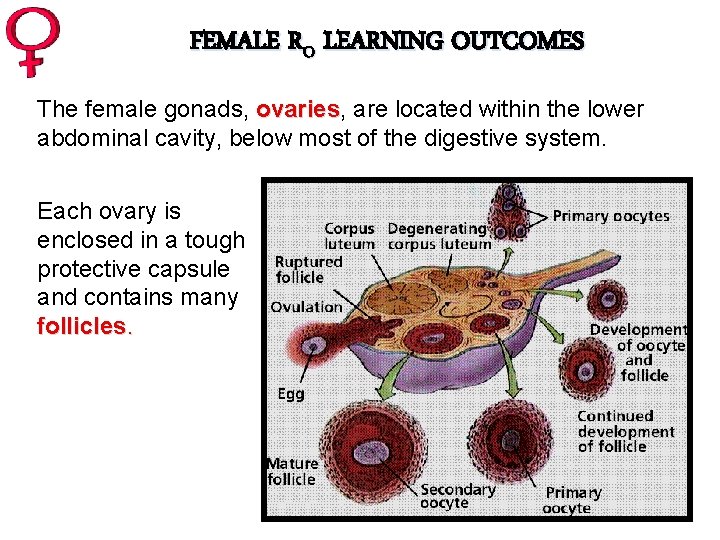 FEMALE RO LEARNING OUTCOMES The female gonads, ovaries are located within the lower abdominal