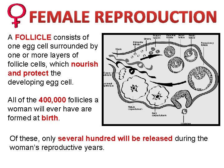 FEMALE REPRODUCTION A FOLLICLE consists of one egg cell surrounded by one or more