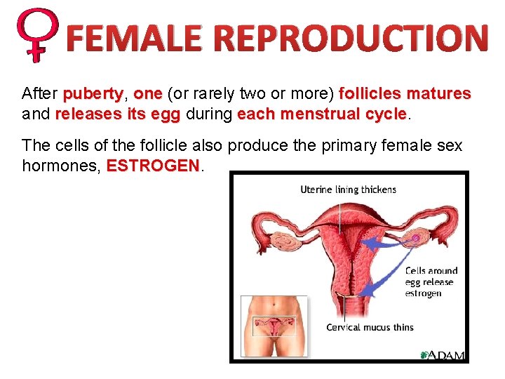 FEMALE REPRODUCTION After puberty, puberty one (or rarely two or more) follicles matures and