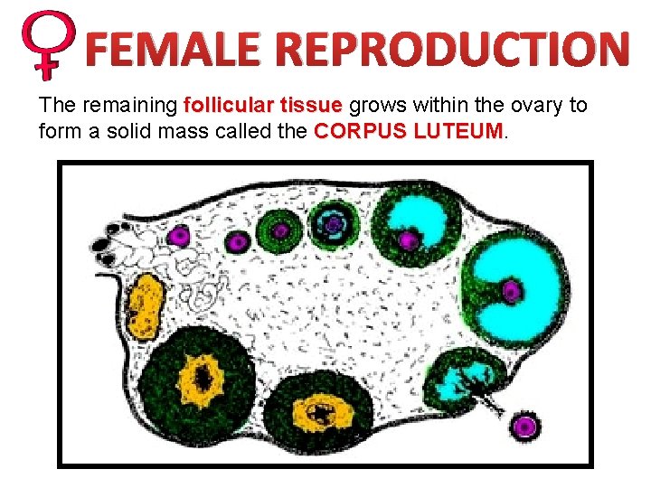 FEMALE REPRODUCTION The remaining follicular tissue grows within the ovary to form a solid