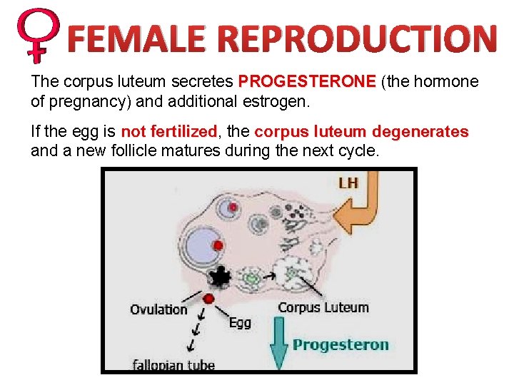 FEMALE REPRODUCTION The corpus luteum secretes PROGESTERONE (the hormone of pregnancy) and additional estrogen.