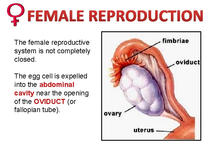 FEMALE REPRODUCTION The female reproductive system is not completely closed. The egg cell is