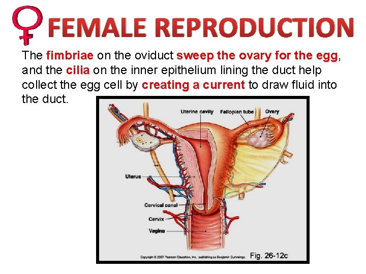 FEMALE REPRODUCTION The fimbriae on the oviduct sweep the ovary for the egg, egg