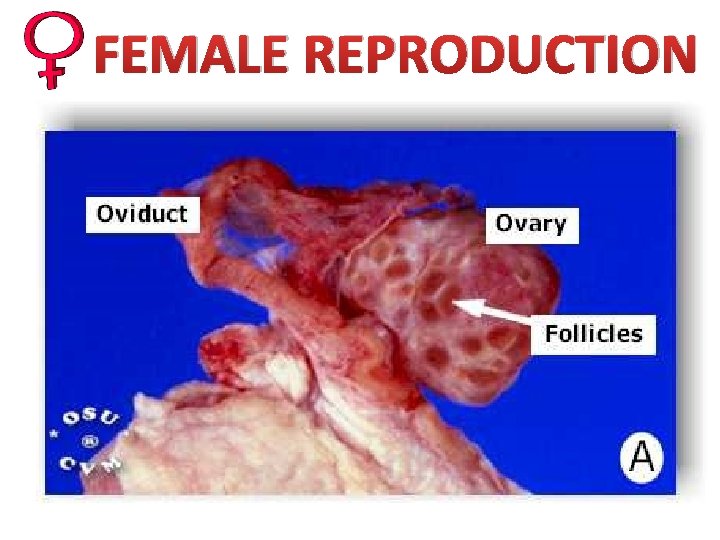 FEMALE REPRODUCTION 