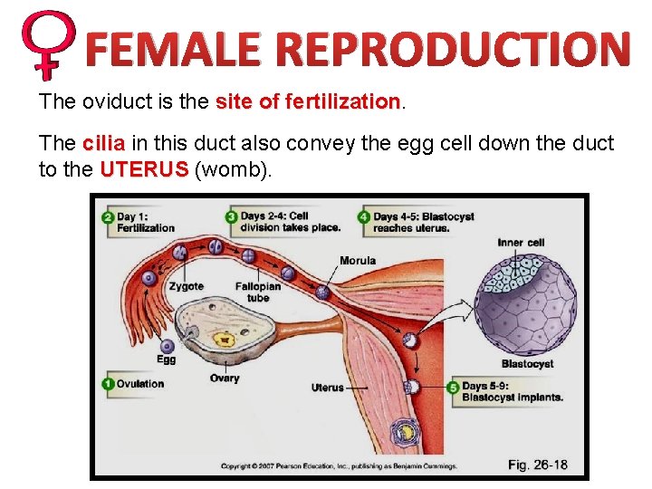 FEMALE REPRODUCTION The oviduct is the site of fertilization The cilia in this duct