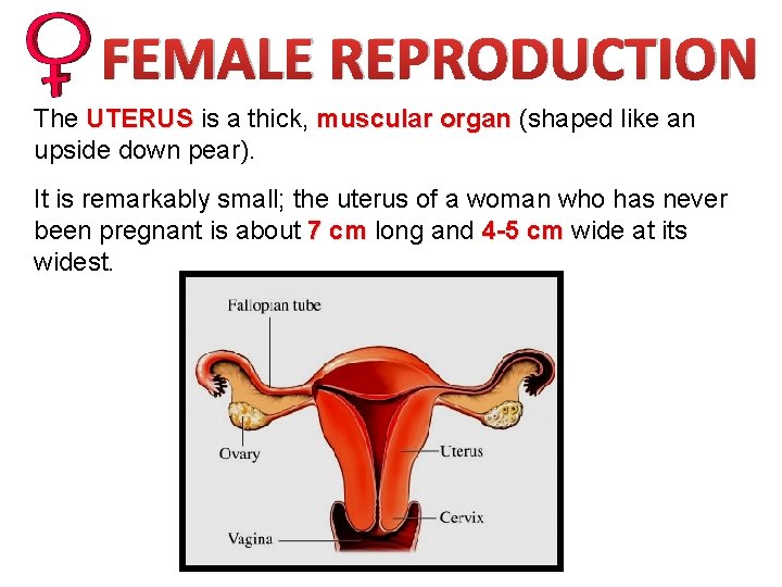 FEMALE REPRODUCTION The UTERUS is a thick, muscular organ (shaped like an upside down