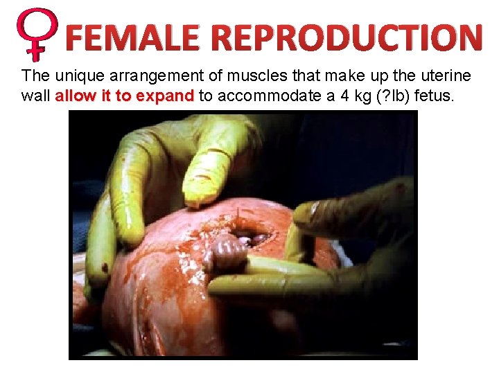 FEMALE REPRODUCTION The unique arrangement of muscles that make up the uterine wall allow