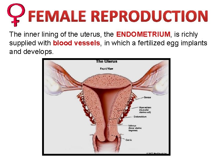 FEMALE REPRODUCTION The inner lining of the uterus, the ENDOMETRIUM, ENDOMETRIUM is richly supplied