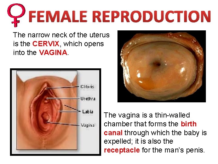 FEMALE REPRODUCTION The narrow neck of the uterus is the CERVIX, CERVIX which opens