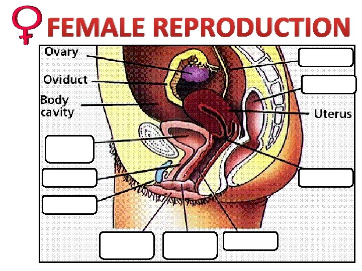 FEMALE REPRODUCTION 