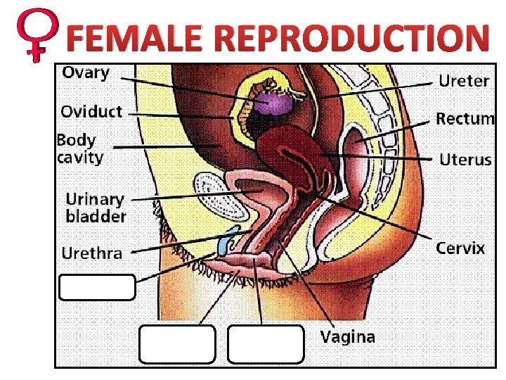 FEMALE REPRODUCTION 