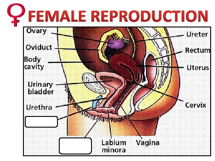 FEMALE REPRODUCTION 