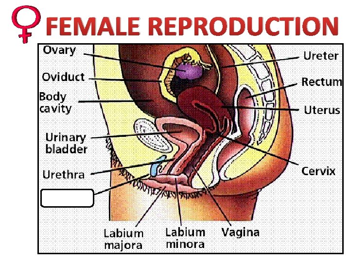 FEMALE REPRODUCTION 