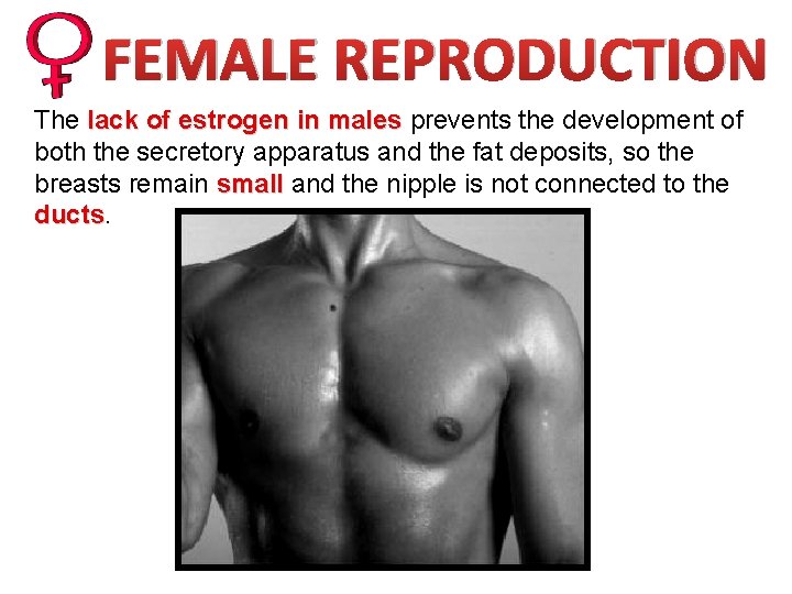 FEMALE REPRODUCTION The lack of estrogen in males prevents the development of both the