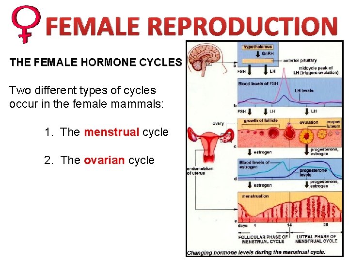 FEMALE REPRODUCTION THE FEMALE HORMONE CYCLES Two different types of cycles occur in the