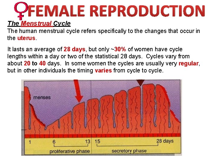 FEMALE REPRODUCTION The Menstrual Cycle The human menstrual cycle refers specifically to the changes