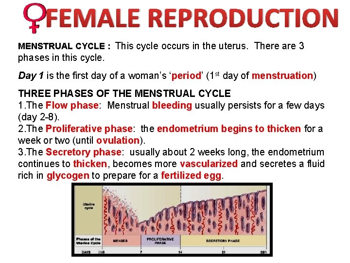 FEMALE REPRODUCTION MENSTRUAL CYCLE : This cycle occurs in the uterus. There are 3