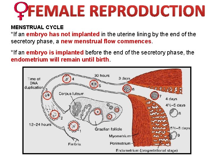 FEMALE REPRODUCTION MENSTRUAL CYCLE *If an embryo has not implanted in the uterine lining
