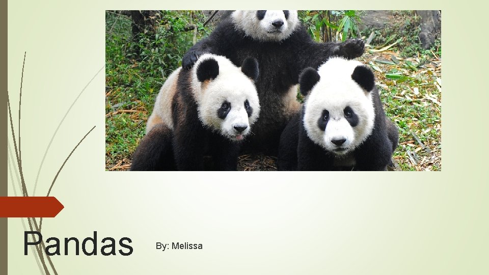 Pandas By: Melissa 