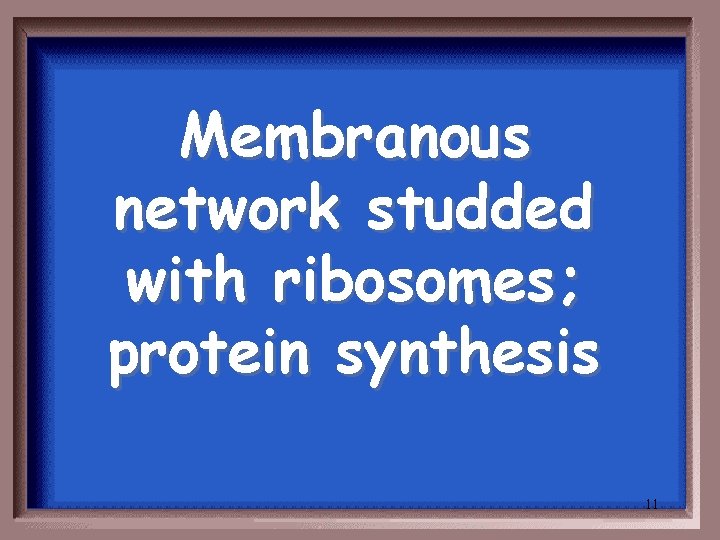 Membranous network studded with ribosomes; protein synthesis 11 