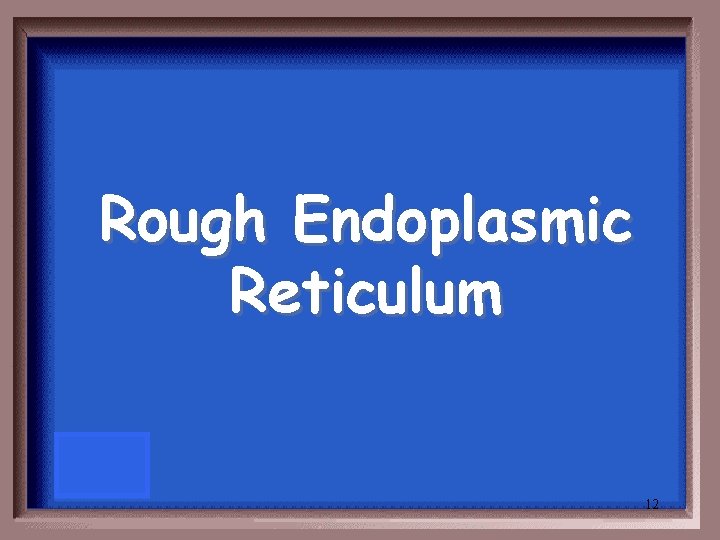 Rough Endoplasmic Reticulum 12 