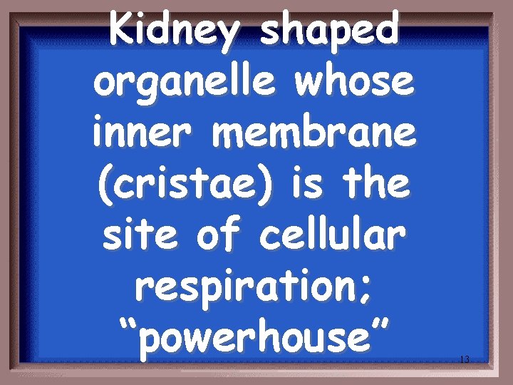 Kidney shaped organelle whose inner membrane (cristae) is the site of cellular respiration; “powerhouse”