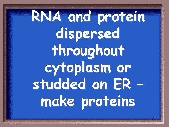 RNA and protein dispersed throughout cytoplasm or studded on ER – make proteins 17