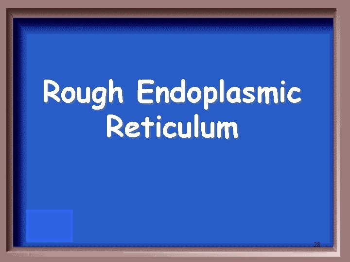 Rough Endoplasmic Reticulum 28 