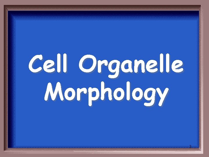 Cell Organelle Morphology 3 