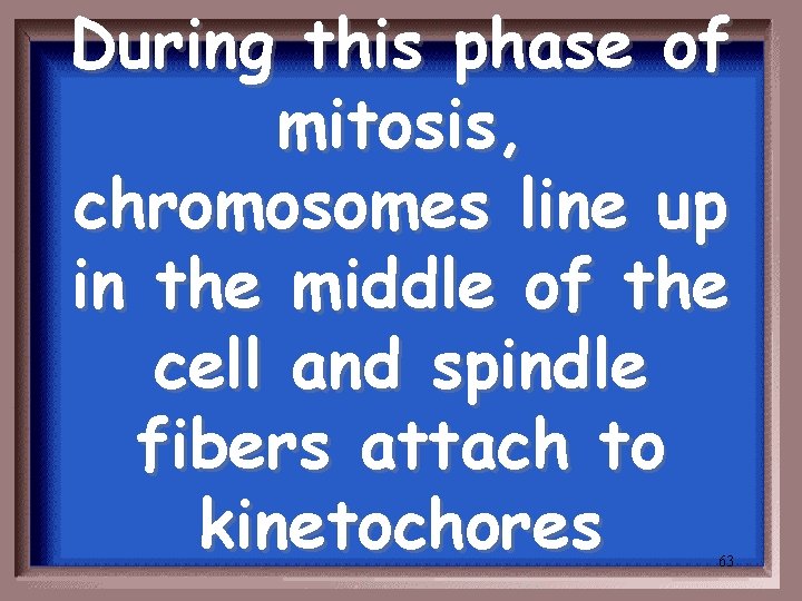 During this phase of mitosis, chromosomes line up in the middle of the cell
