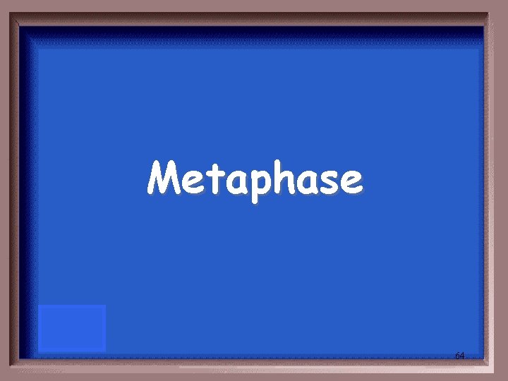Metaphase 64 