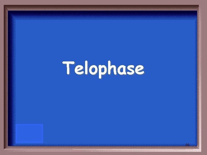 Telophase 66 