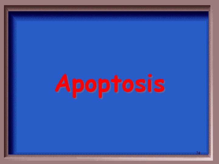 Apoptosis 74 