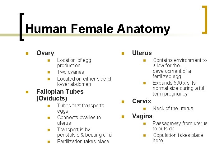 Human Female Anatomy n Ovary n n n Location of egg production Two ovaries