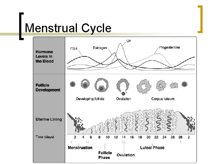 Menstrual Cycle 